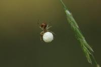 Anelosimus vittatus