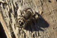Pellenes tripunctatus