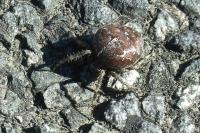 Araneus diadematus