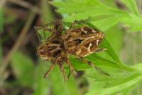 Oxyopes heterophthalmus