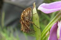 Oxyopes heterophthalmus
