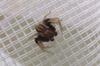 Xysticus erraticus