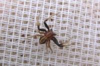Xysticus erraticus
