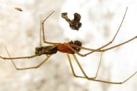 Frontinellina frutetorum