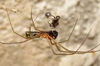 Frontinellina frutetorum
