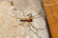 Frontinellina frutetorum
