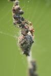 Cyclosa oculata