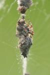 Cyclosa oculata