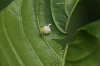 Paidiscura pallens