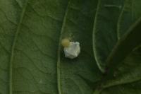Paidiscura pallens