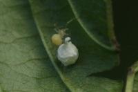 Paidiscura pallens