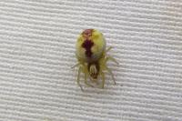 Nigma puella