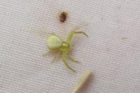 Misumena vatia