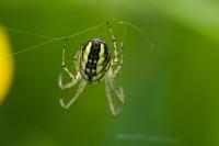 Mangora acalypha