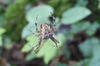 Araneus diadematus