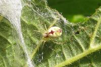 Nigma puella