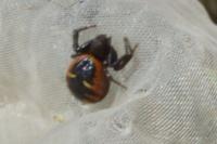 Synema globosum