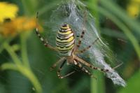 Argiope bruennichi