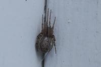 Zygiella x-notata