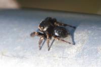 Evarcha arcuata