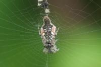 Cyclosa conica