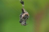 Cyclosa conica