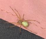 Enoplognatha ovata