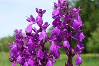 Anacamptis x alata