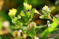 Trifolium micranthum