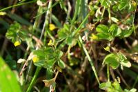 Trifolium micranthum
