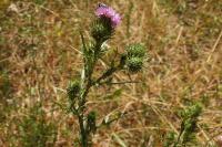 Cirsium vulgare