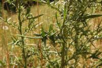 Cirsium vulgare