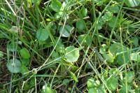 Hydrocotyle vulgaris