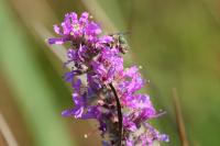 Lythrum salicaria