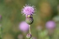 Cirsium arvense
