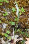 Spiranthes spiralis