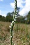 Spiranthes spiralis