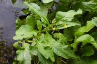 Rorippa amphibia