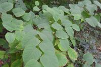 Reynoutria japonica