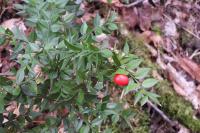 Ruscus aculeatus