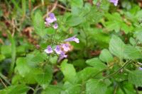 Clinopodium nepeta