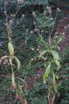 Dipsacus pilosus