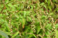 Persicaria hydropiper