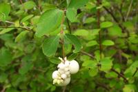 Symphoricarpos albus