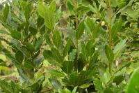 Laurus nobilis