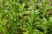 Prunus laurocerasus