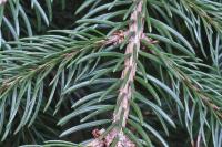 Picea abies