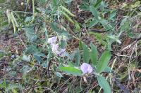 Lathyrus latifolius