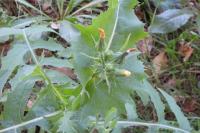 Sonchus oleraceus