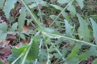 Sonchus oleraceus